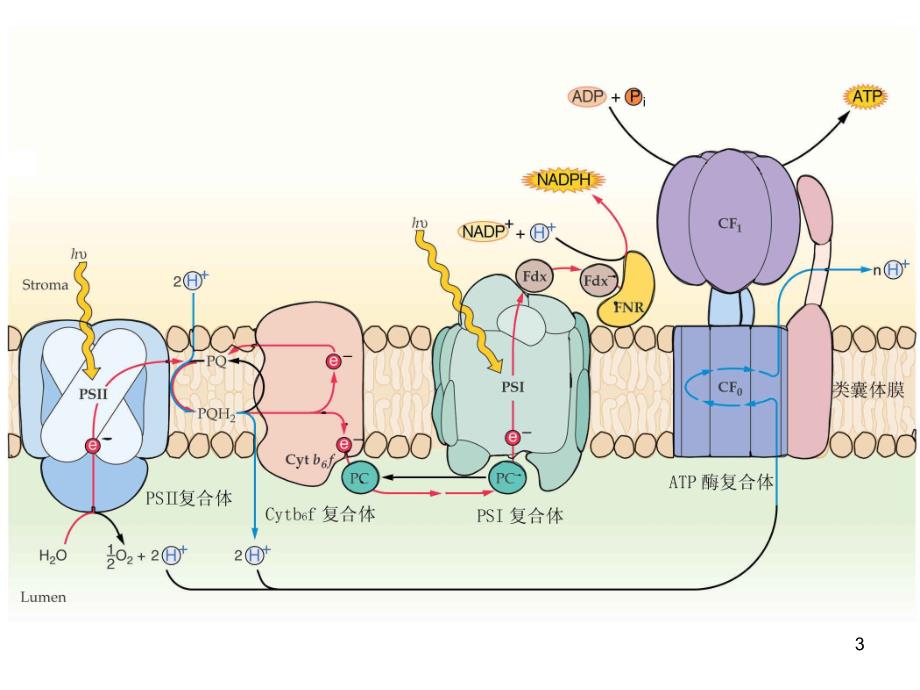 12章-生命有机化学_第3页