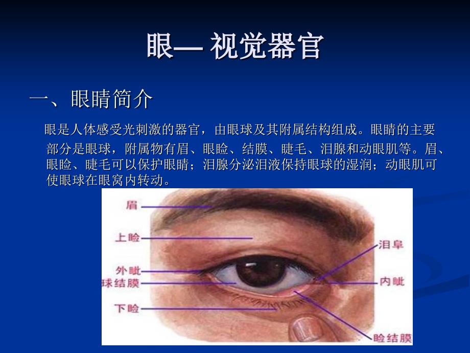 《眼睛视觉器官》PPT课件.ppt_第1页