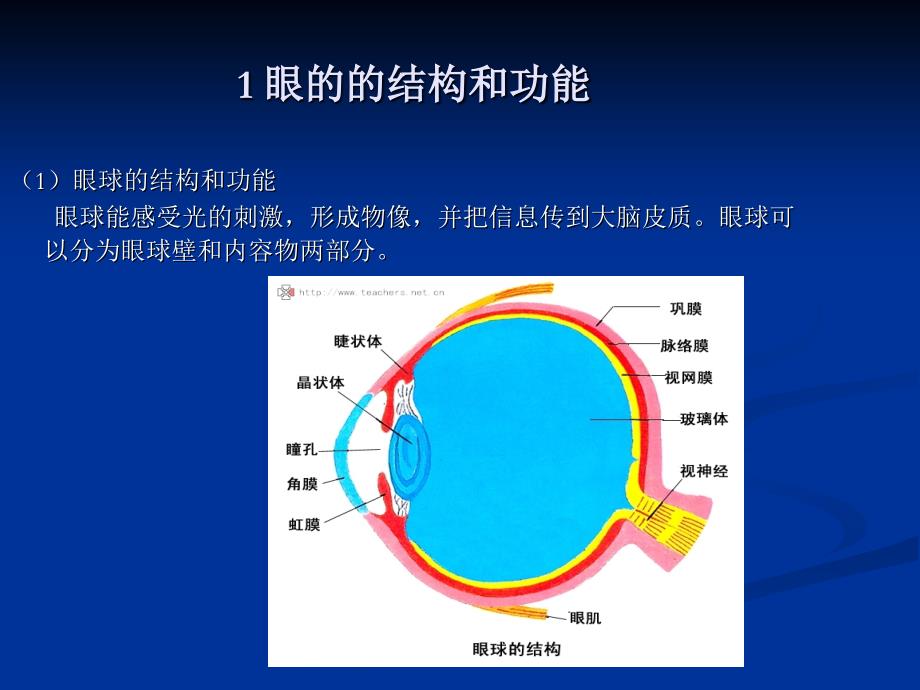 《眼睛视觉器官》PPT课件.ppt_第2页