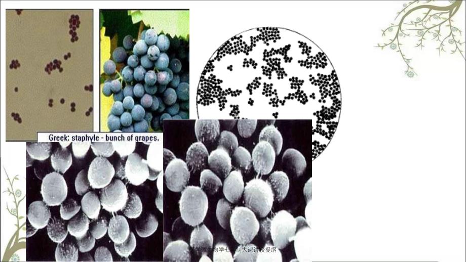 医学微生物学七年制大课讲授提纲_第4页