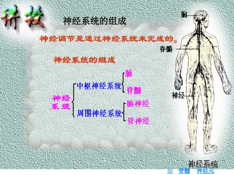 生物2.1通过神经系统的调节课件新人教必修3_第2页