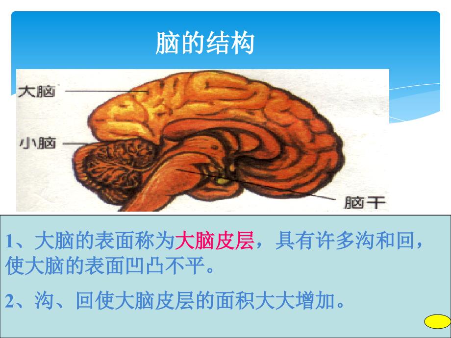 生物2.1通过神经系统的调节课件新人教必修3_第3页