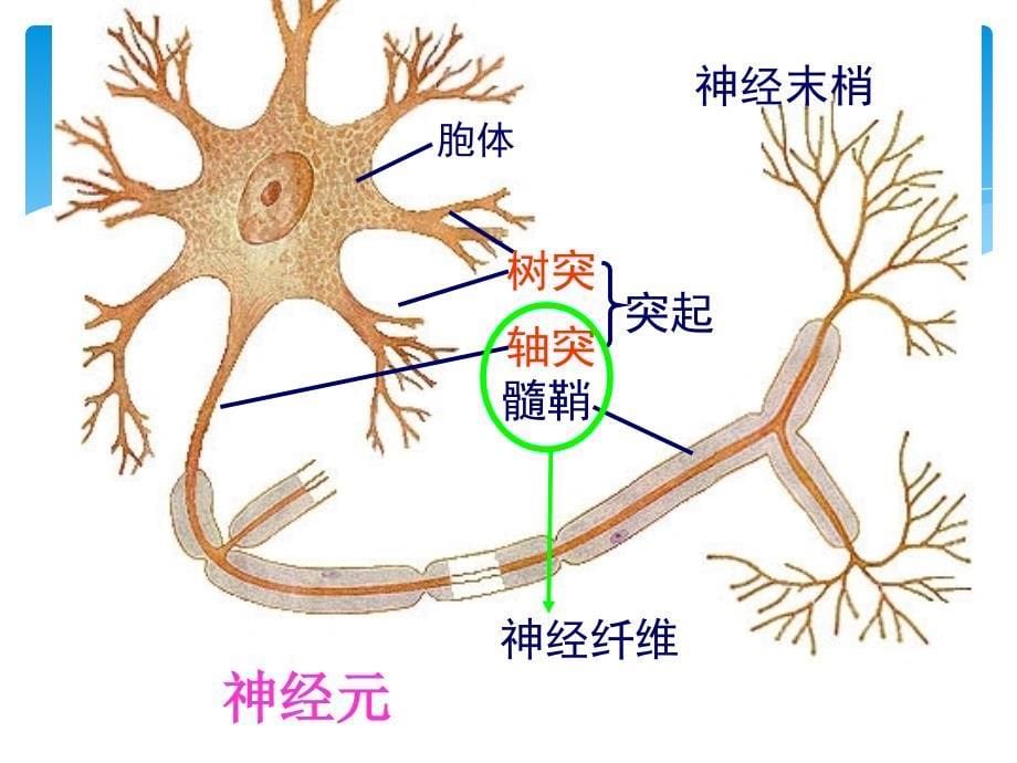 生物2.1通过神经系统的调节课件新人教必修3_第5页