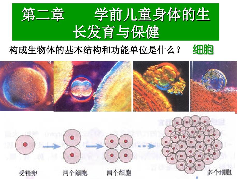 [幼儿教育]学前儿童身体的生长发育与保健文档资料_第2页