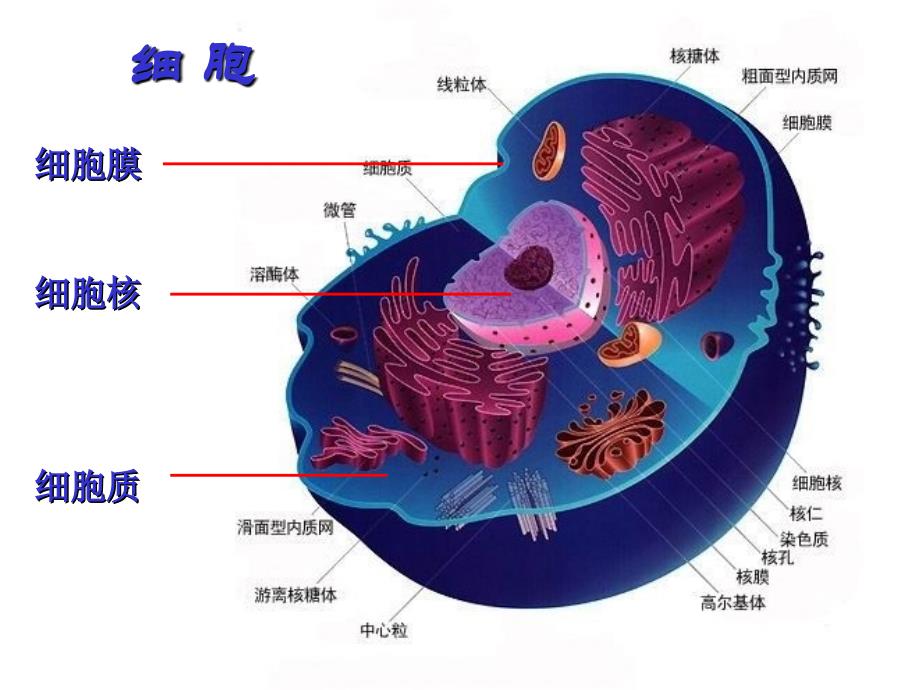 [幼儿教育]学前儿童身体的生长发育与保健文档资料_第3页