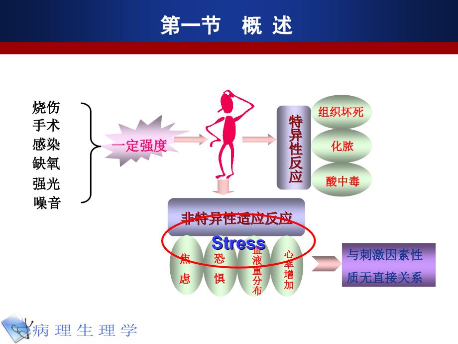 病理生理学9 应激_第3页