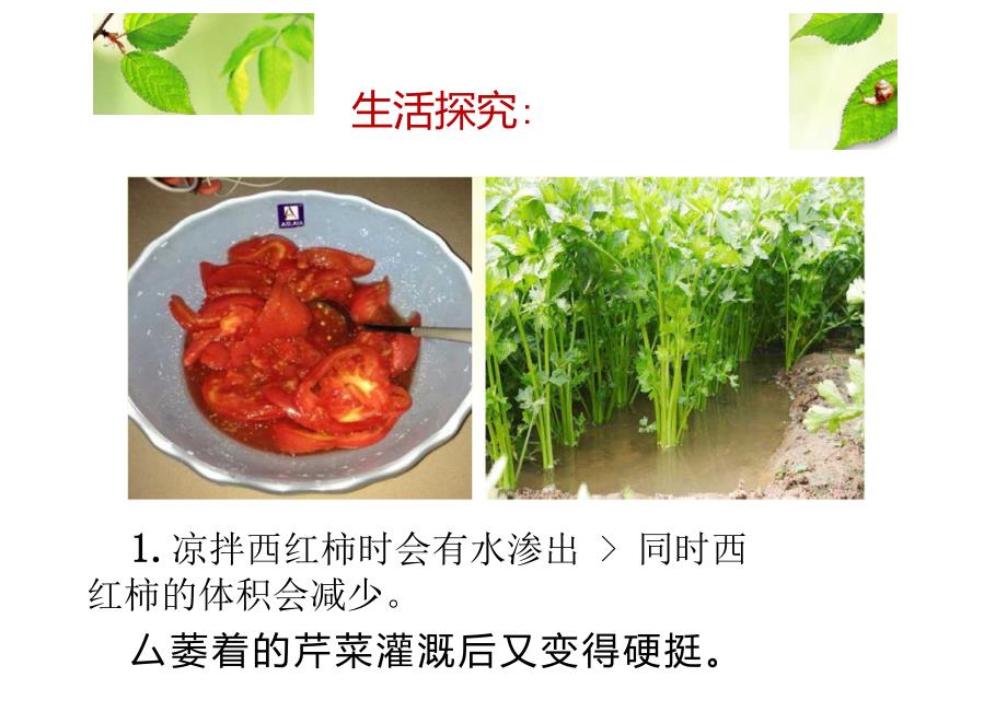 观察植物细胞质壁分离与复原实验_第3页