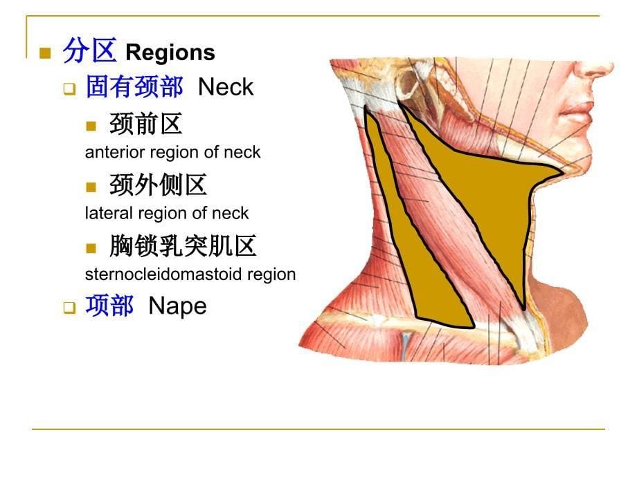 局部解剖学课件：颈部 (2)_第5页