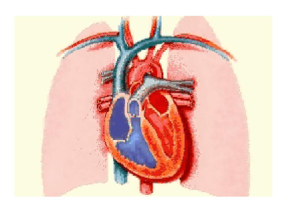 心脏外科疾病课件_第2页