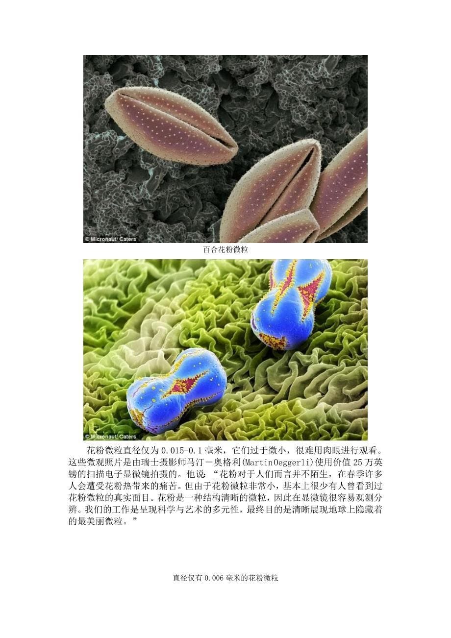 花粉显微镜下图片.doc_第5页