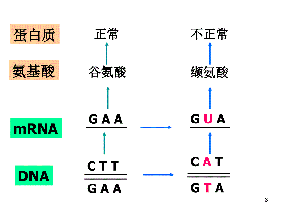 八年级生物生物的变异2_第3页