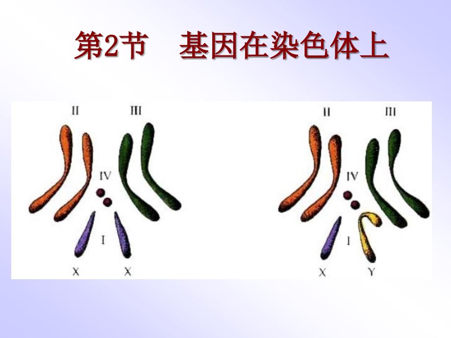 基因在染色体上41337_第1页