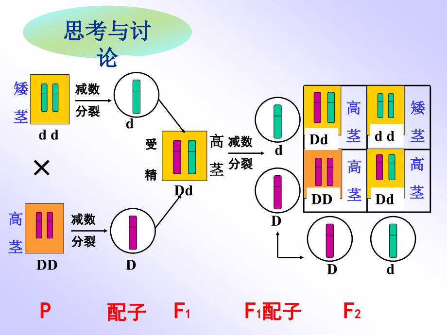 基因在染色体上41337_第5页