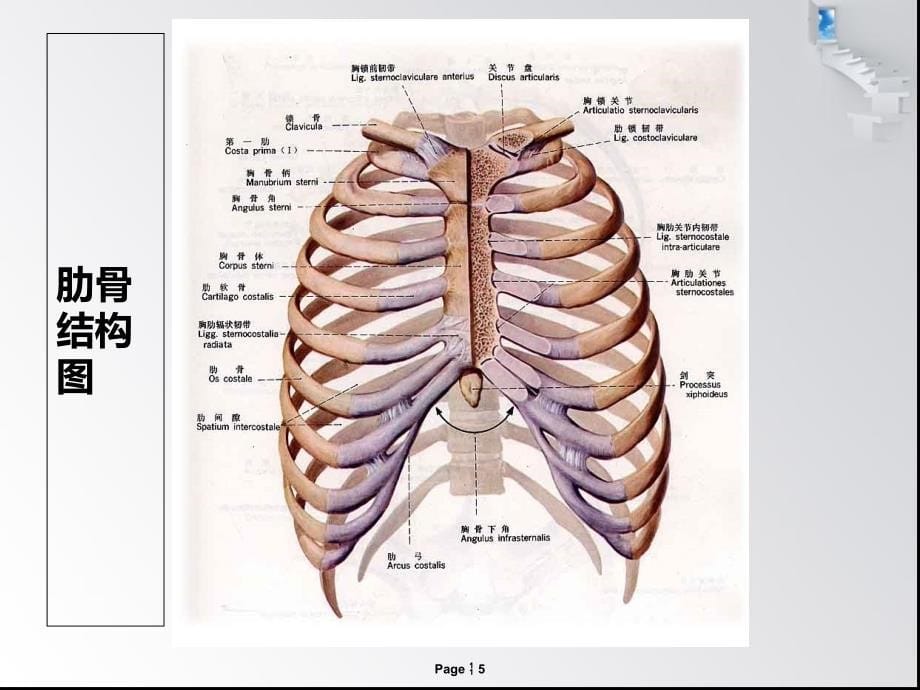 肋骨骨折病人的护理措施_第5页