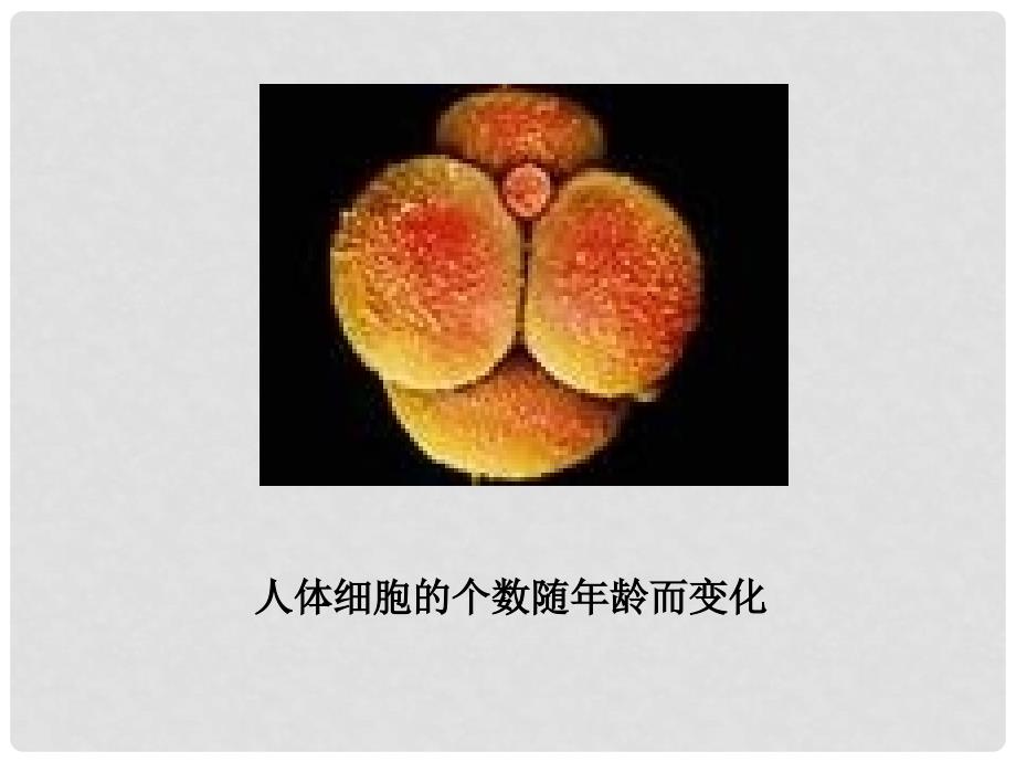 八年级数学上册 5.1 常量与变量课件 （新版）浙教版_第2页