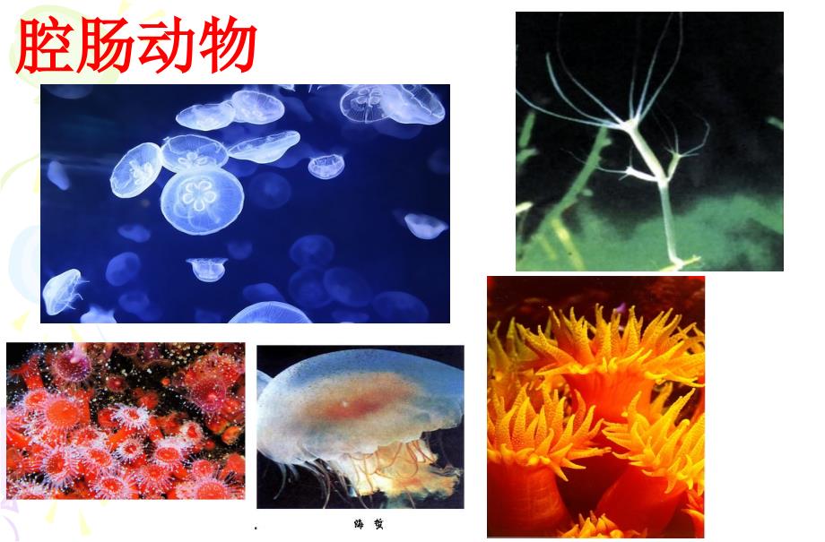 新人教版八年级生物期末复习精品中学ppt课件.ppt_第2页