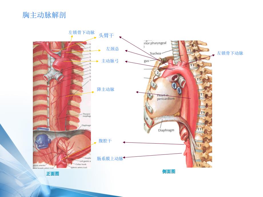 胸主动脉解剖及病理课件_第3页