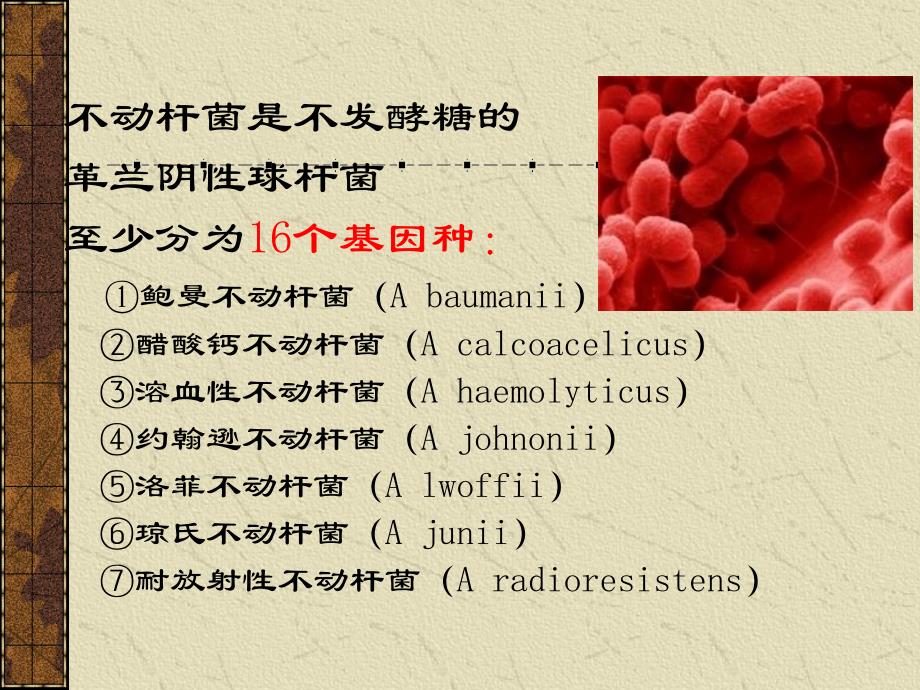 鲍曼不动杆菌流行及治疗_第2页