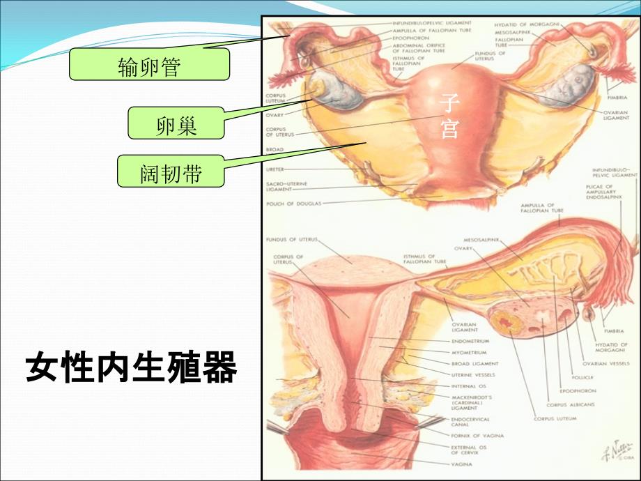 宫外孕_第4页