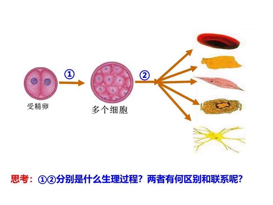 细胞的分化ppt课件 人教版高中生物必修一_第5页