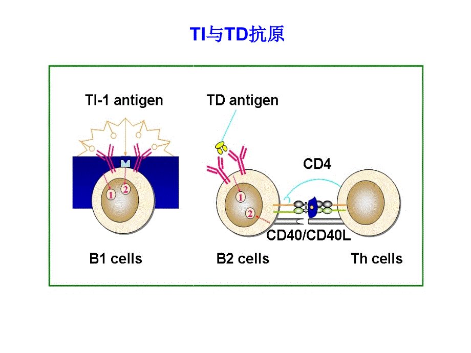 分子免疫学B细胞及其介导的体液免疫应答PPT课件_第3页