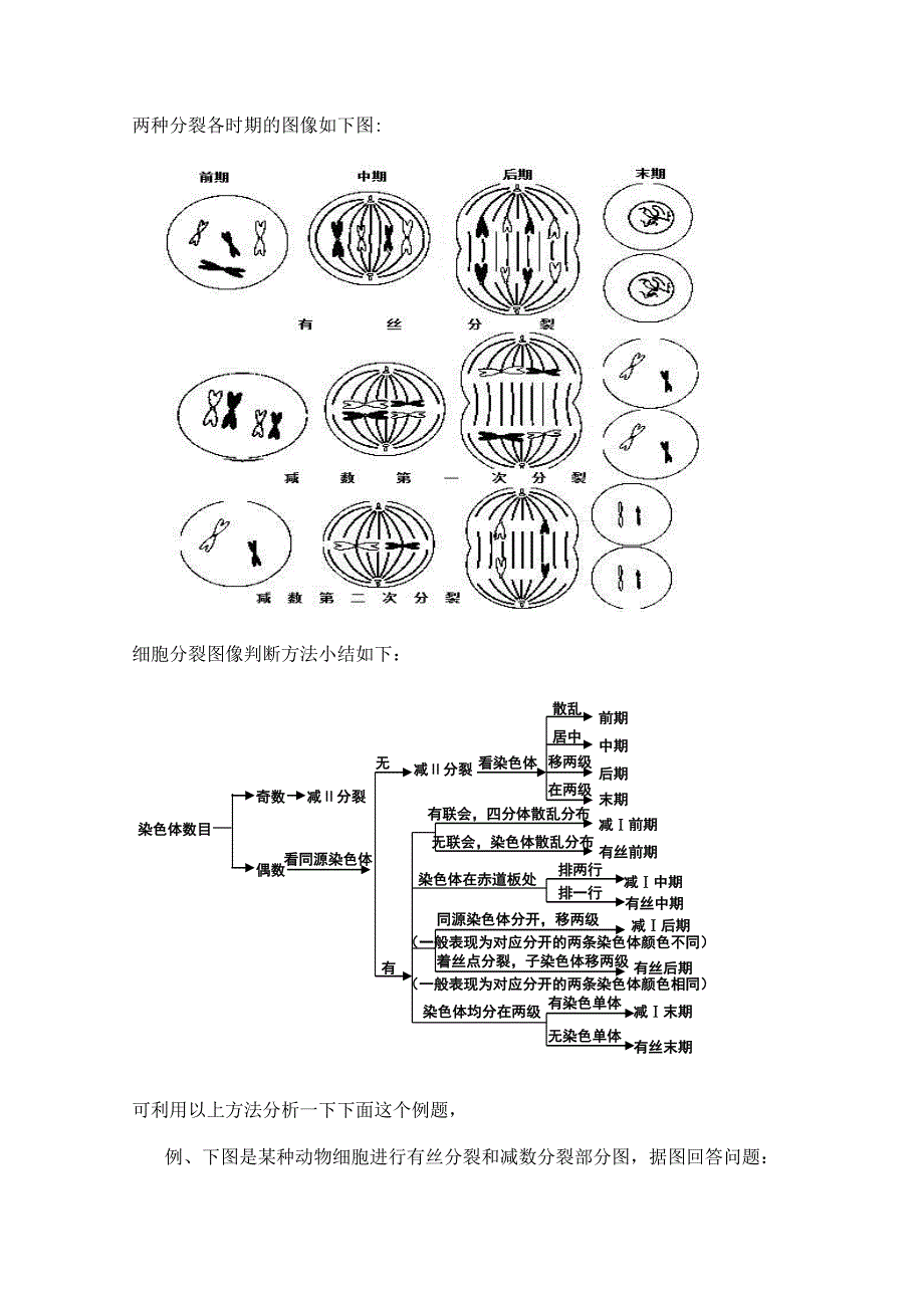 有丝分裂和减数分裂图形_第3页