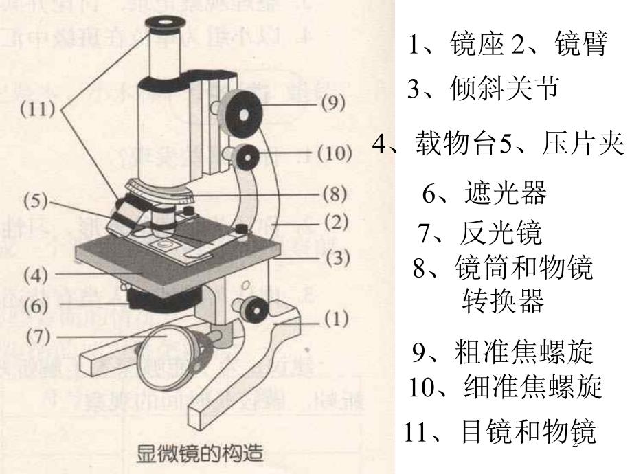 七年级科学显微镜1ppt课件_第2页