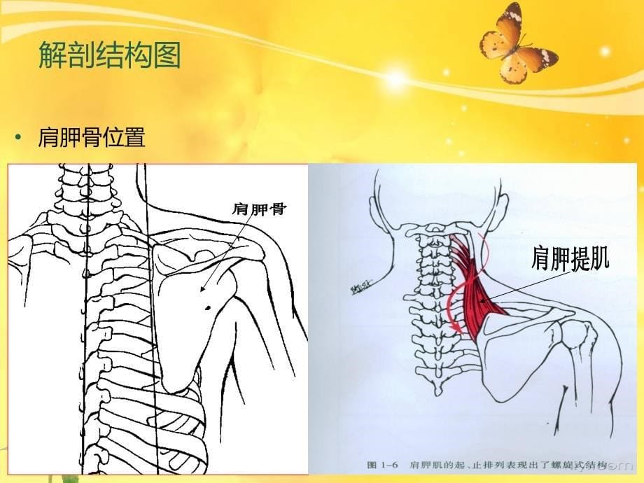 肩胛骨的护理 ppt课件_第5页