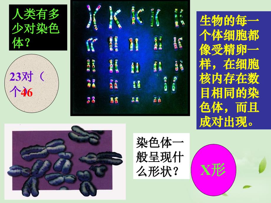 八年级生物基因在亲子代间的传递课件人教新课标版_第4页