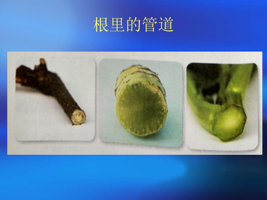 水分在茎里的运输复习进程_第4页