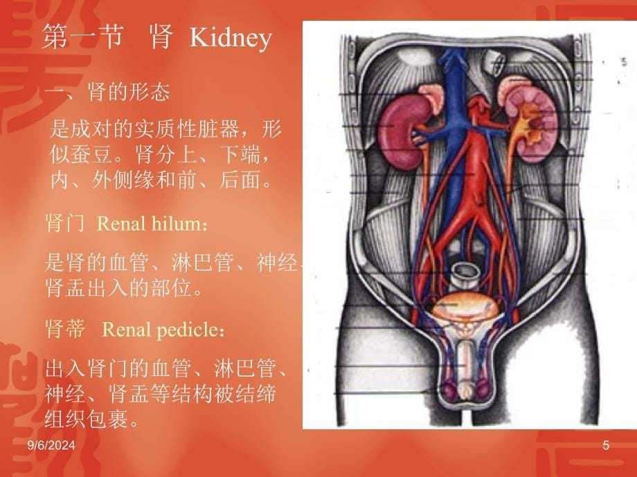 泌尿外科解剖学_第5页