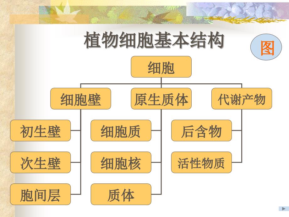 最新：植物形态和解剖学知识文档资料_第4页