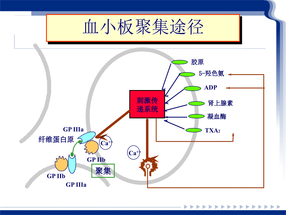 血小板聚集功能测定及临床意义_第2页