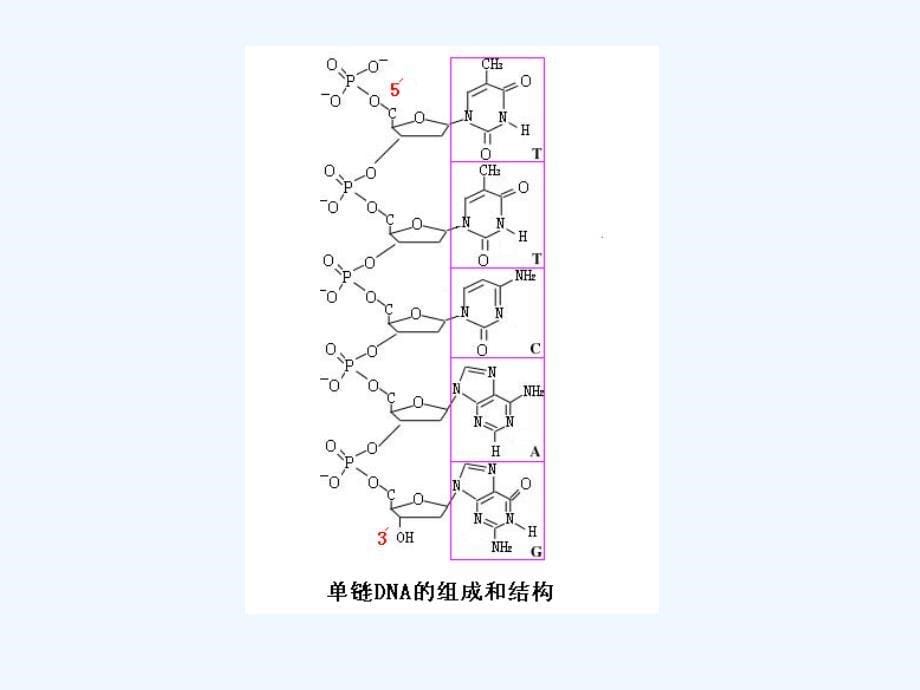 生物技术概论基因工程课件_第5页