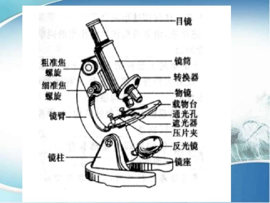 五年级科学下册3.1解开生物体结构的秘密课件2湘教版湘教版小学五年级下册自然科学课件_第5页