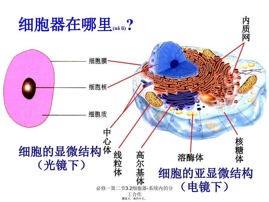 必修一第二节3.2细胞器系统内的分工合作课件_第5页