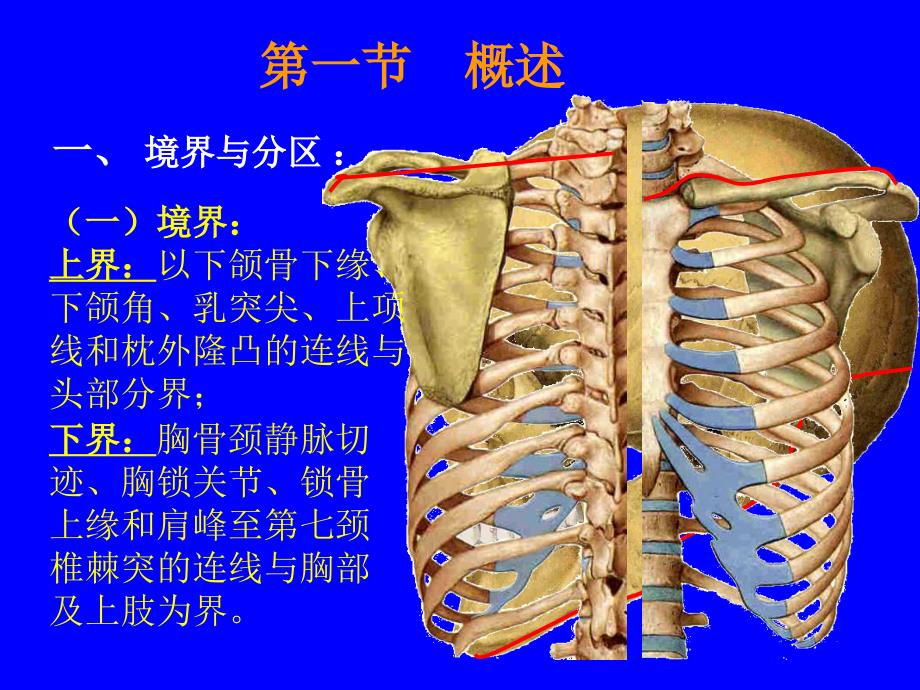 局部解剖学颈部教学目的和要求_第3页