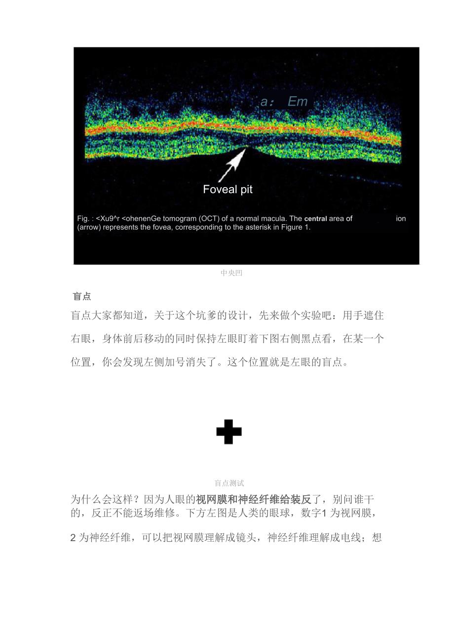 人眼的界限──中央凹、盲点和视域_第2页