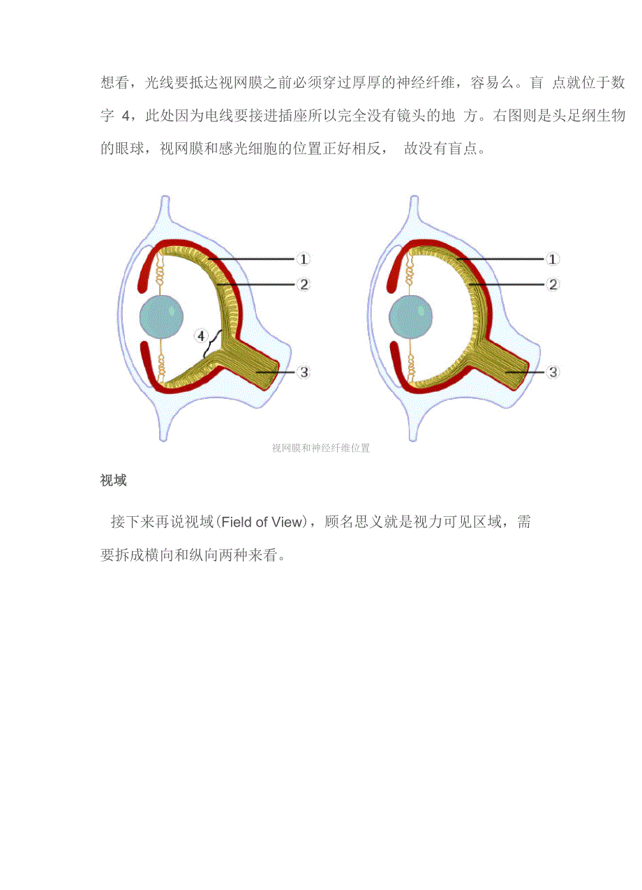 人眼的界限──中央凹、盲点和视域_第3页