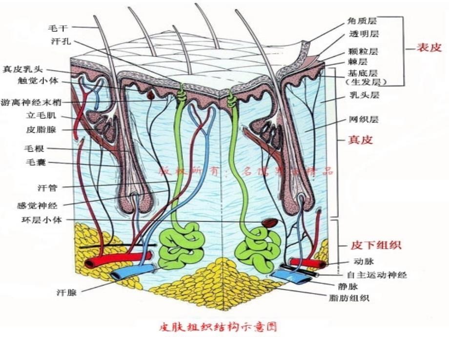 手足癣防治PPT课件_第3页