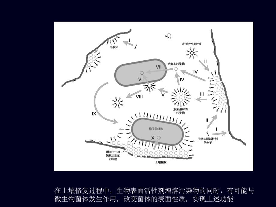 鼠李糖脂的菌体吸附及其对菌体表面的改性作用研究（博士学位优秀毕业论文答辩PPT模板）_第3页