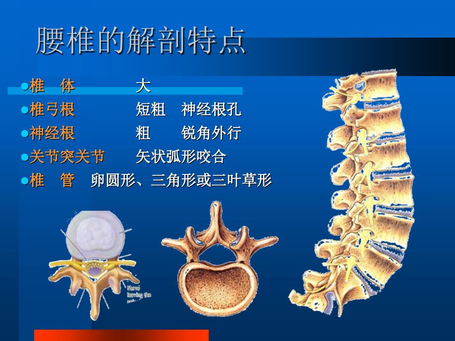 颈椎病及下腰痛课件_第2页