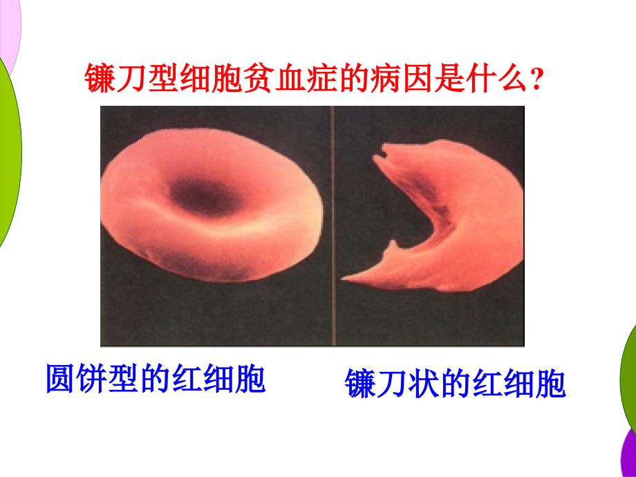 5.1基因突变和基因重组课件顾良国_第3页