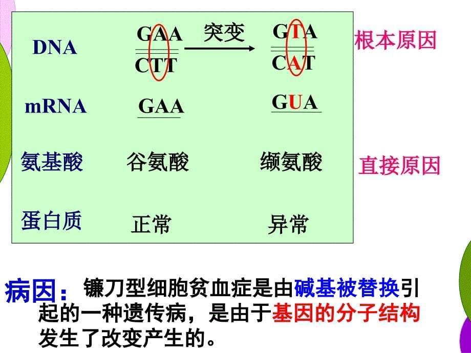 5.1基因突变和基因重组课件顾良国_第5页