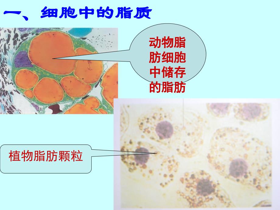 细胞中的糖类和脂质_第4页