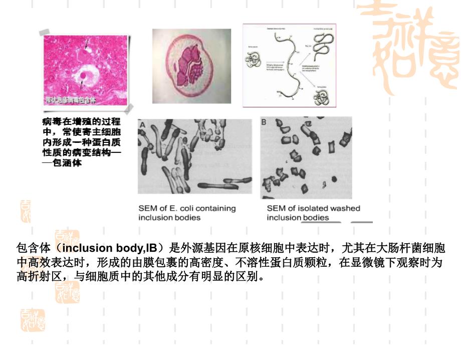 《蛋白质的复性》PPT课件_第4页