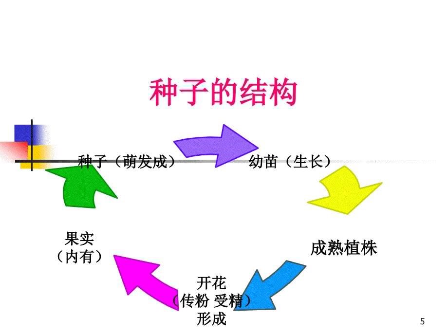 新教科版三年级科学下册全套ppt课件_第5页