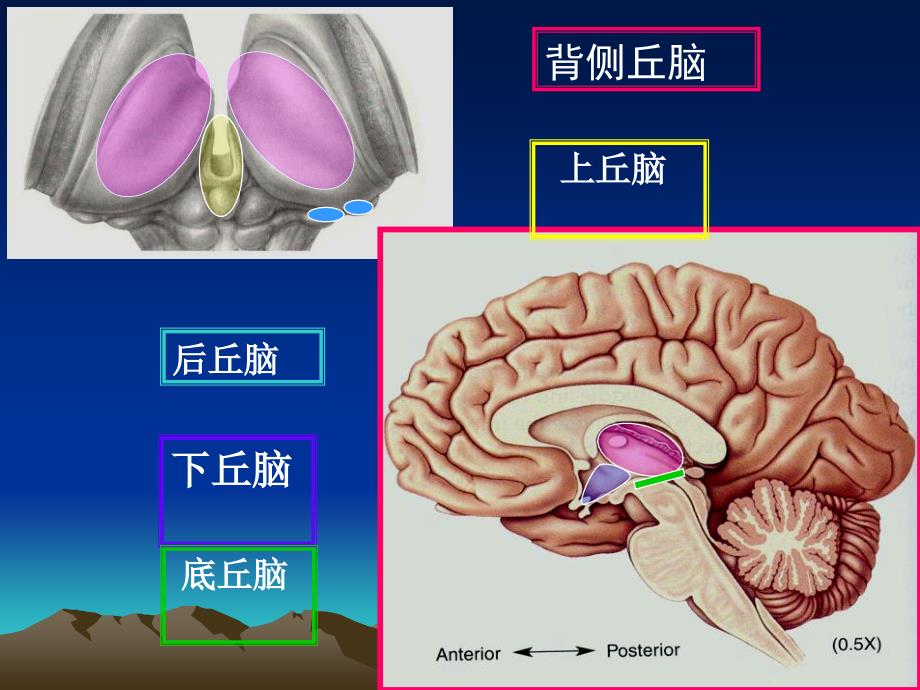 间脑的功能王永_第4页