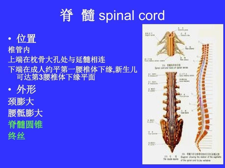 中枢神经系统系统解剖学PPT课件副本_第5页