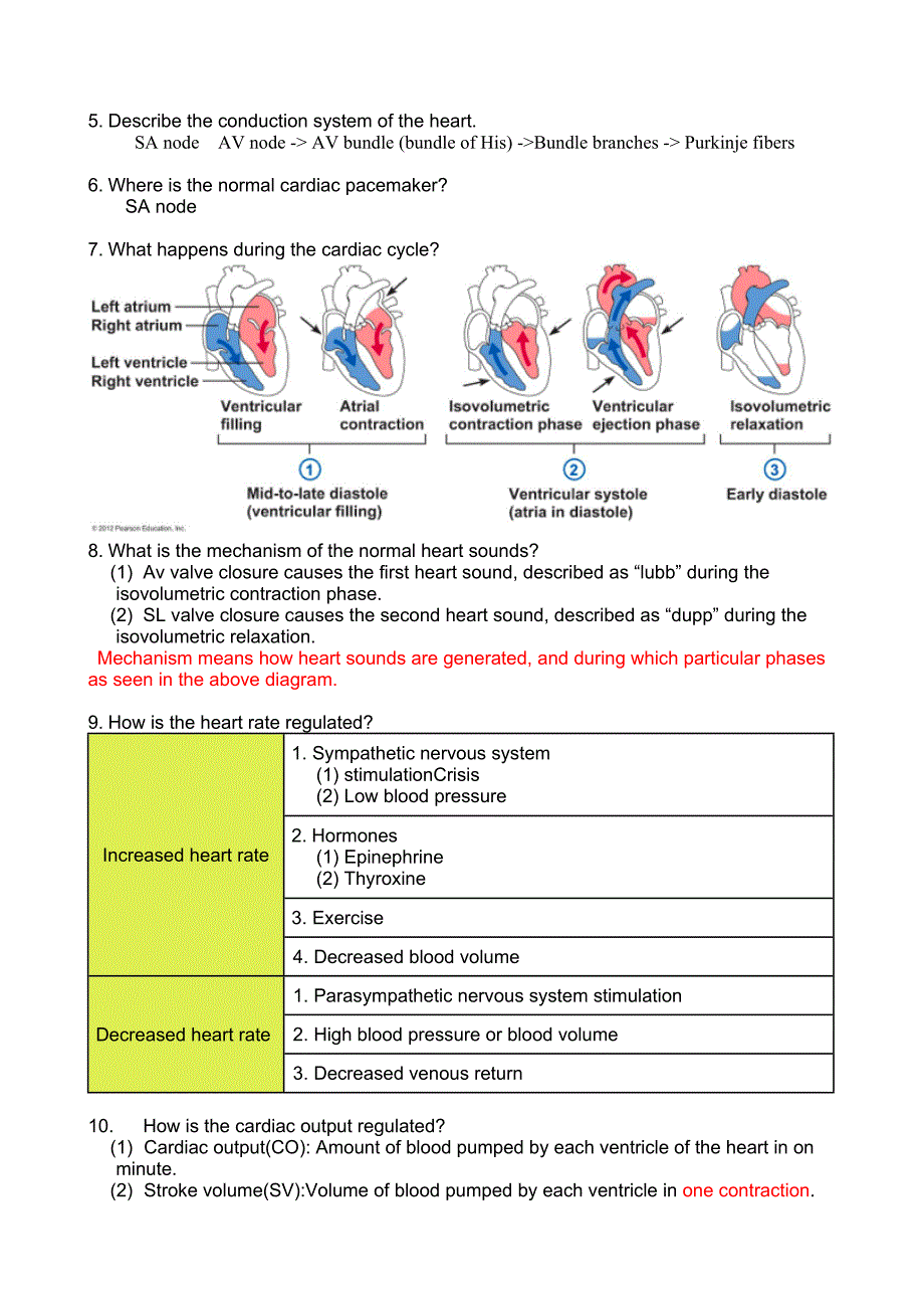 Anatomy_Ch_11_CardiovascularSystem_第2页